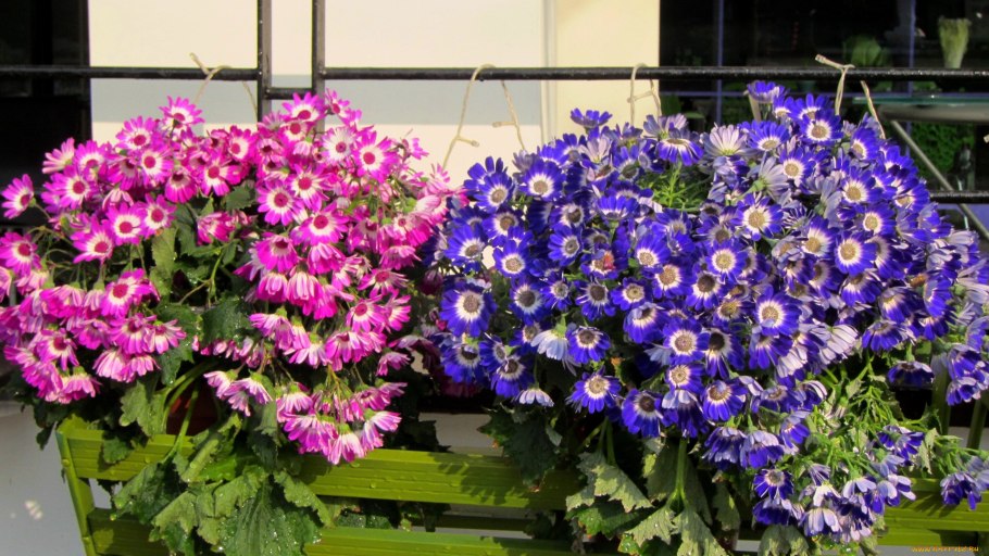 Цинерария мультифлора