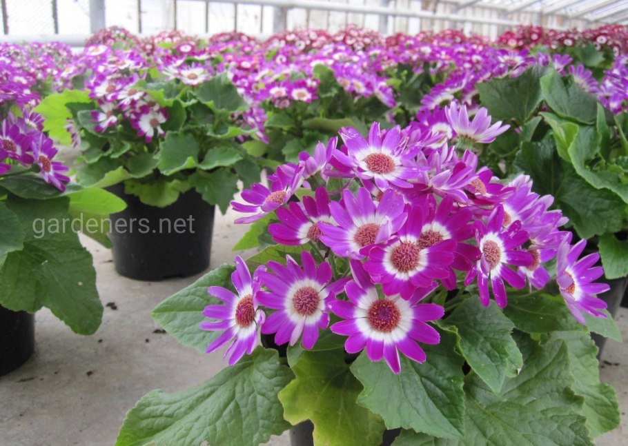 Цинерария джестер