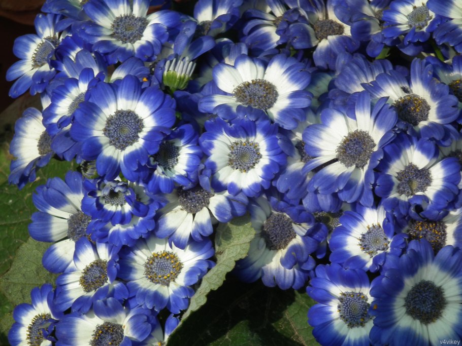 Цинерария крестовник