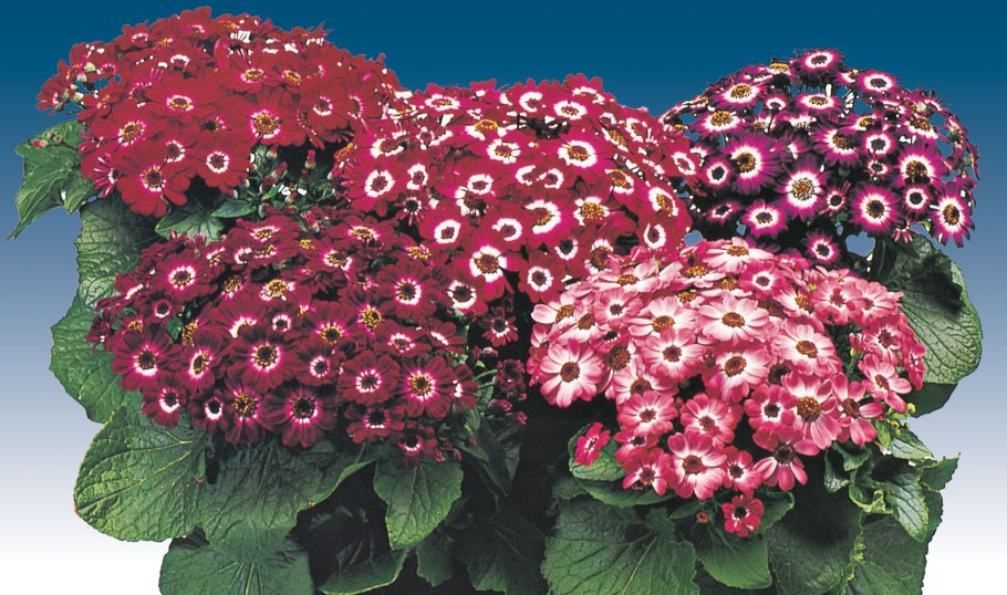 Цинерария крестовник