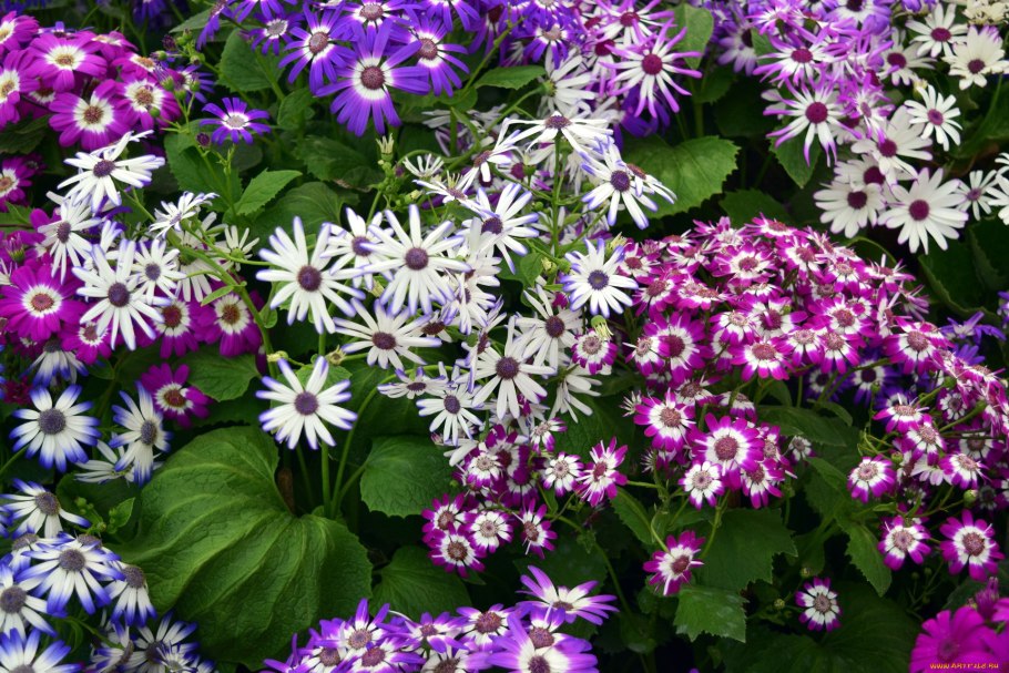 Цинерария гибридная многолетник