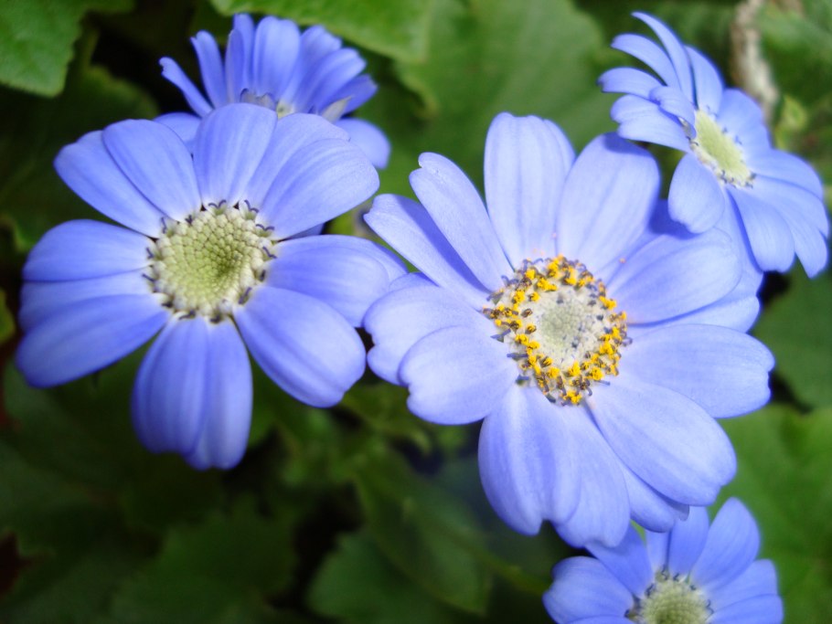 Цинерария крестовник