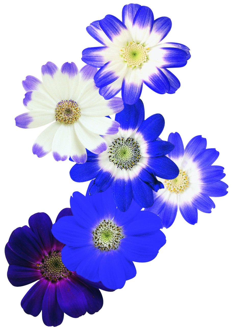 Перикаллис гибридный цинерария гибридная