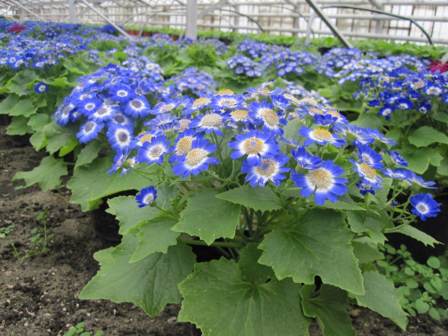 Цинерария Кровавая