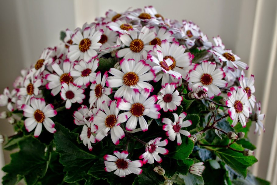 Цинерария Цветущая гибридная