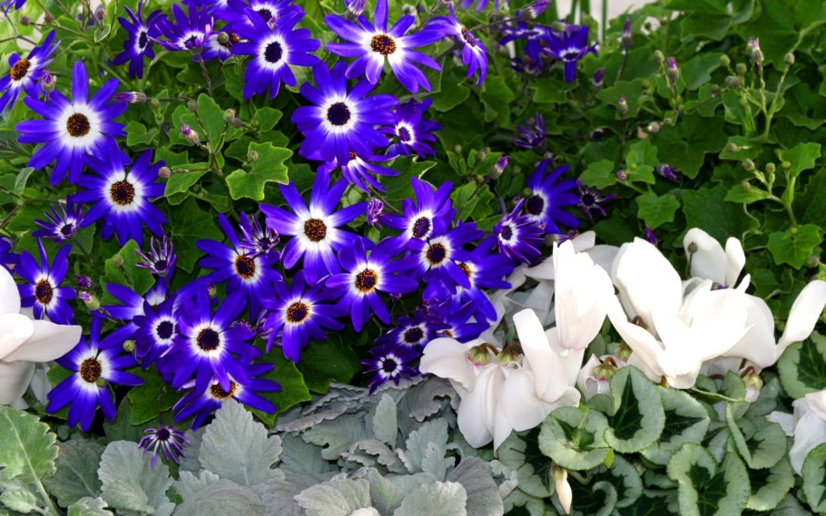 Перикаллис гибридный цинерария гибридная