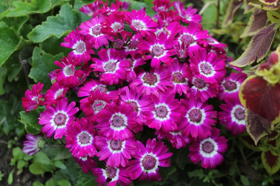 Цинерария крестовник