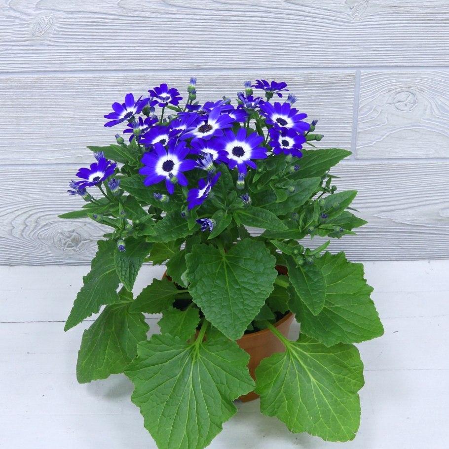 Цинерария крестовник синий