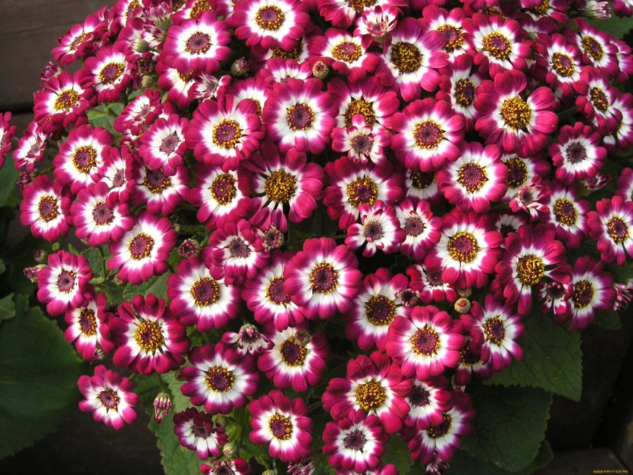 Цинерария крестовник