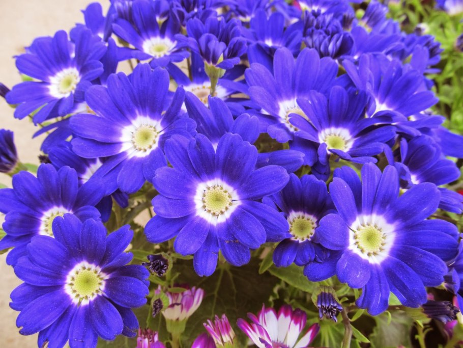 Цинерария андромеда