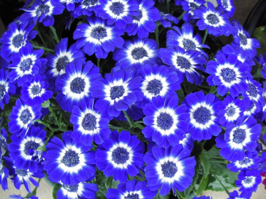 Цинерария крестовник