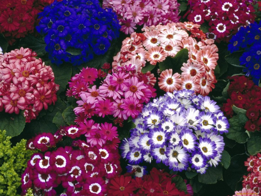 Цинерария гибридная цветущая