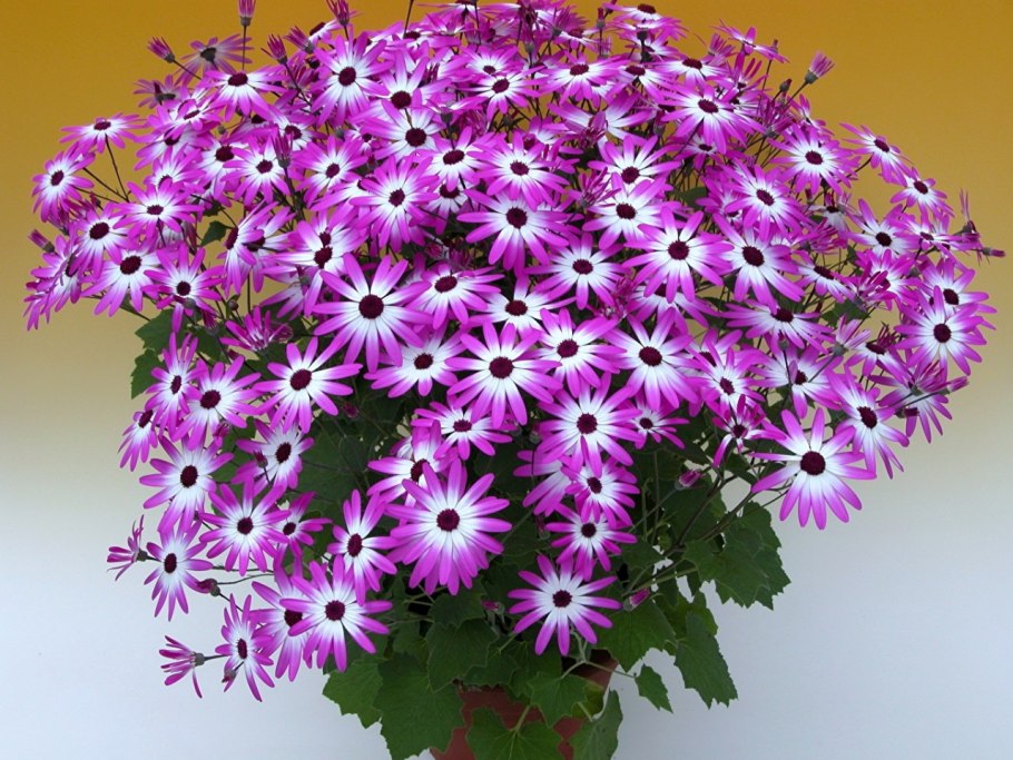 Цинерария гибридная фиолетовая