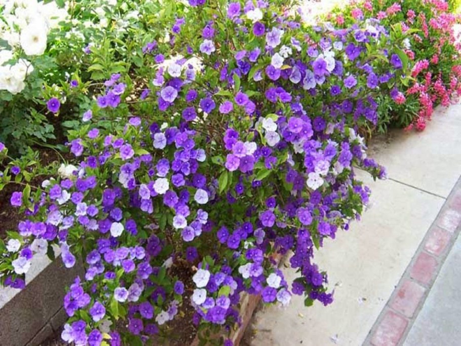 Брунфельзия широколистная