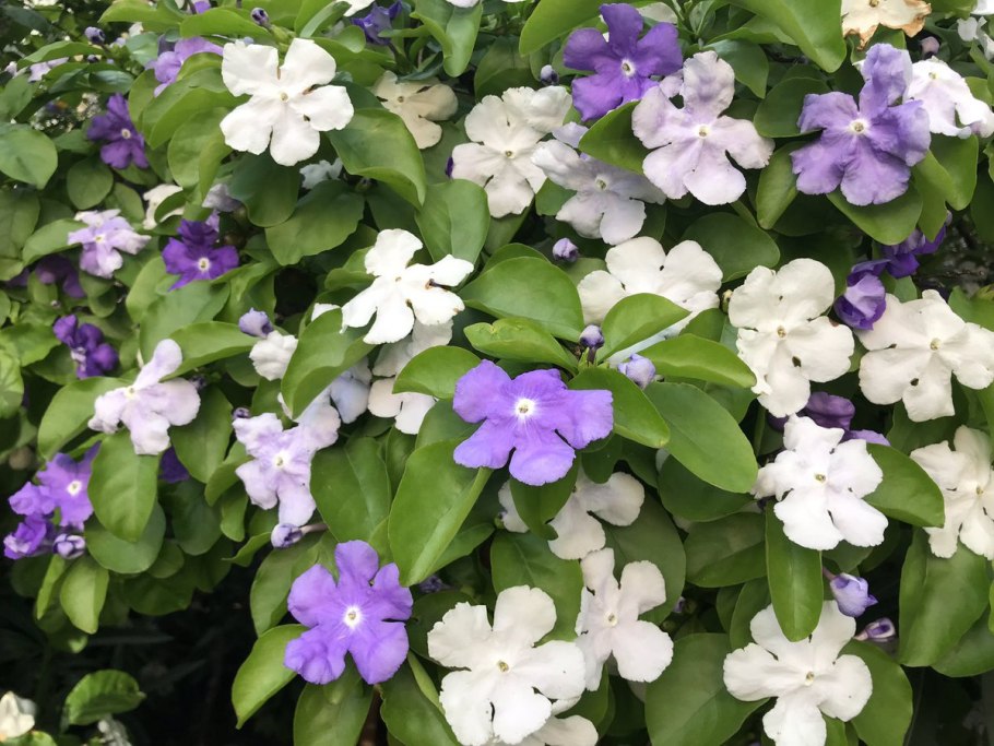 Брунфельсия малоцветковая