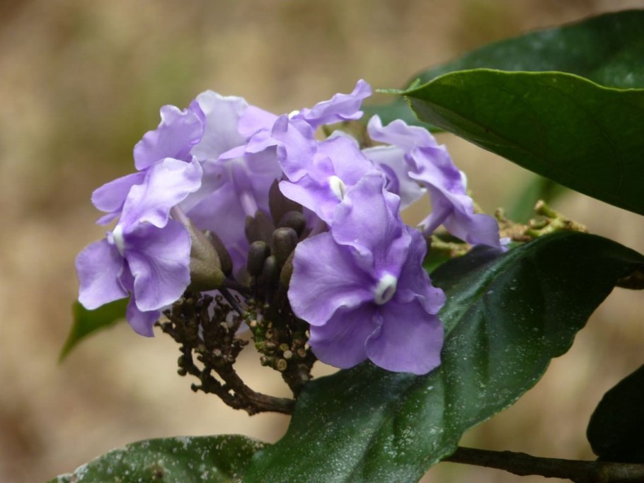 Брунфельсия Макросъемка