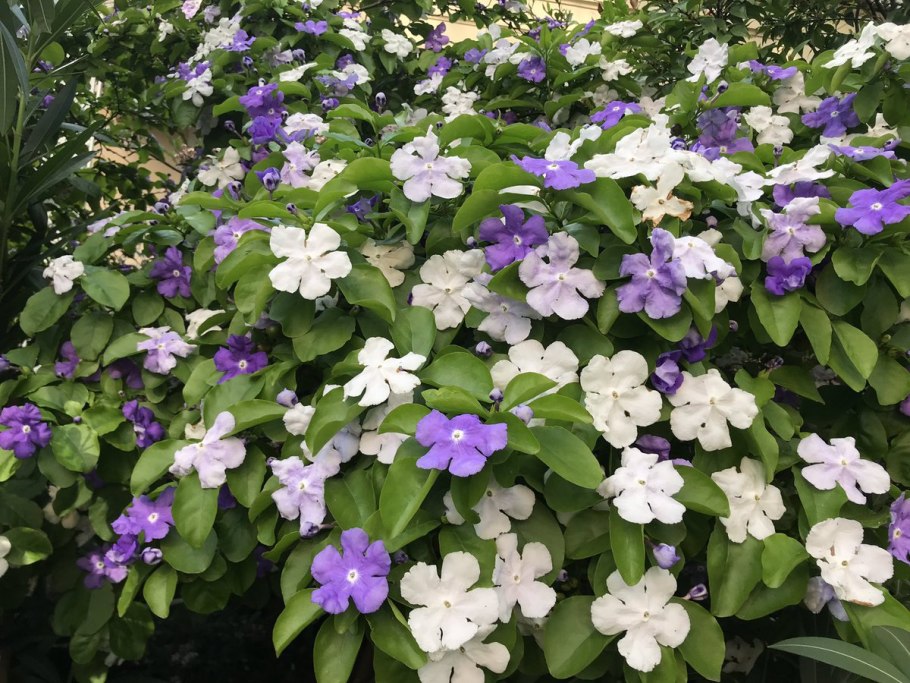 Брунфельсия австралийская