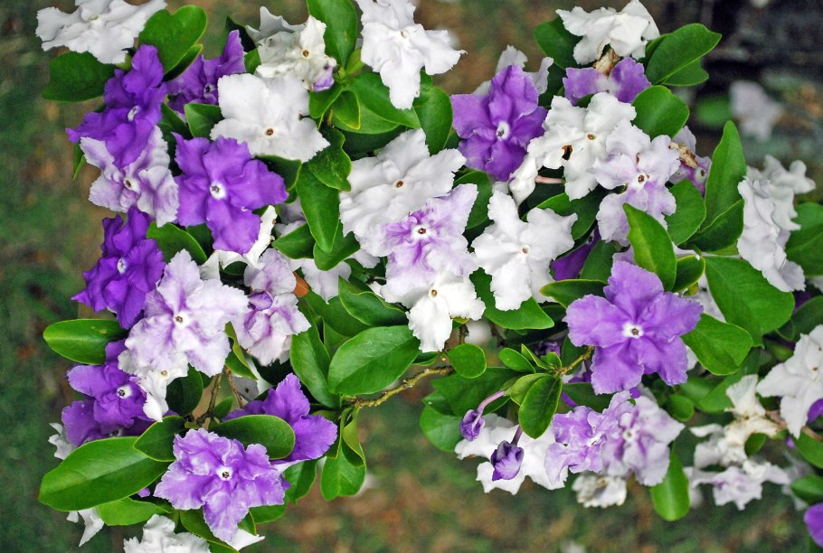 Брунфельсия чашевидная