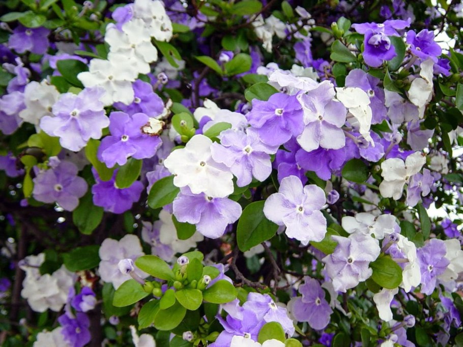 Брунфельсия грандифлора