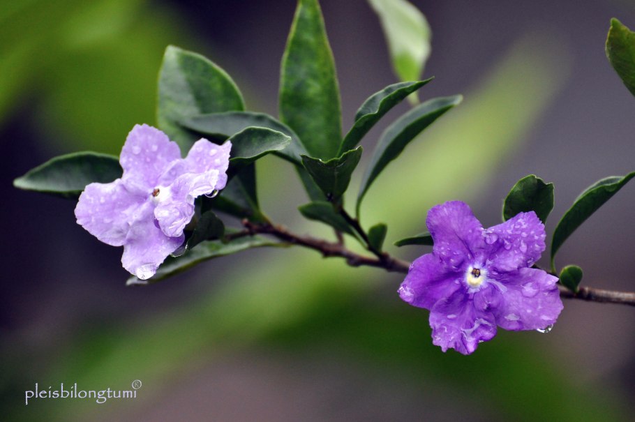 Брунфельсия Изола