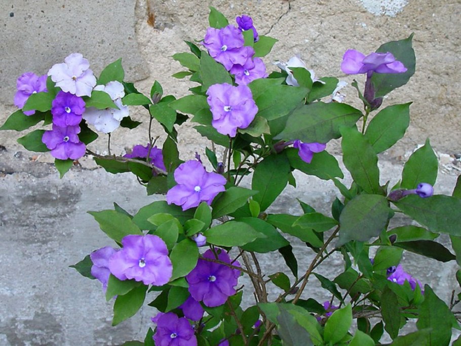 Брунфельсия чашевидная