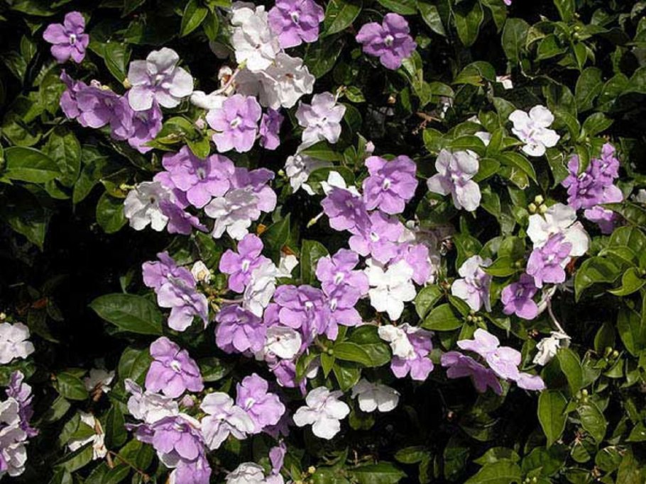 Брунфельзия (Брунфельсия)