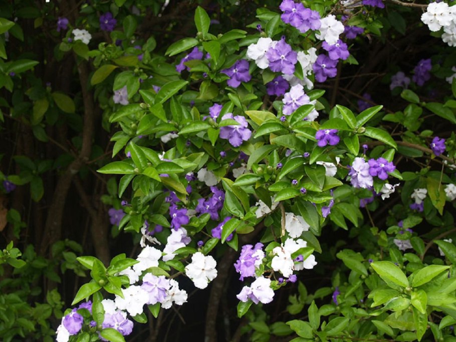 Брунфельсия грандифлора фото