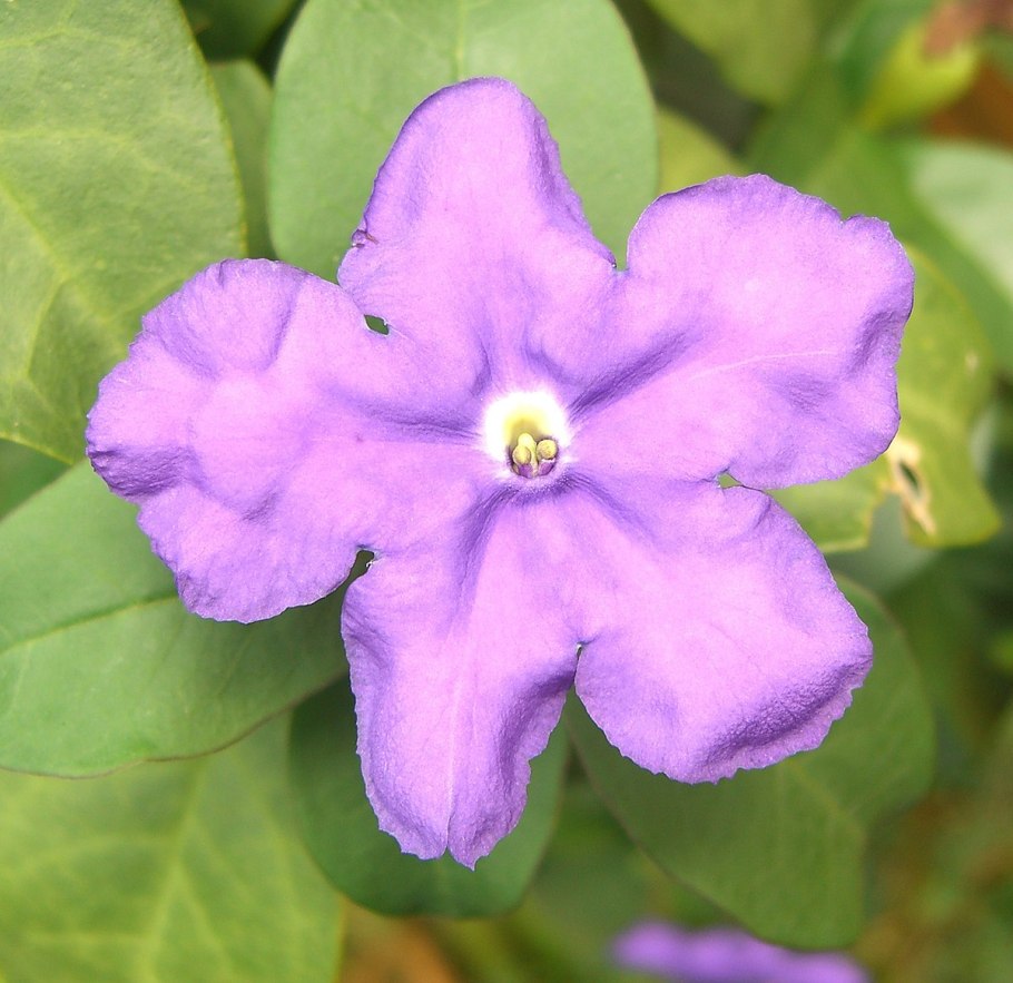Brunfelsia pauciflora