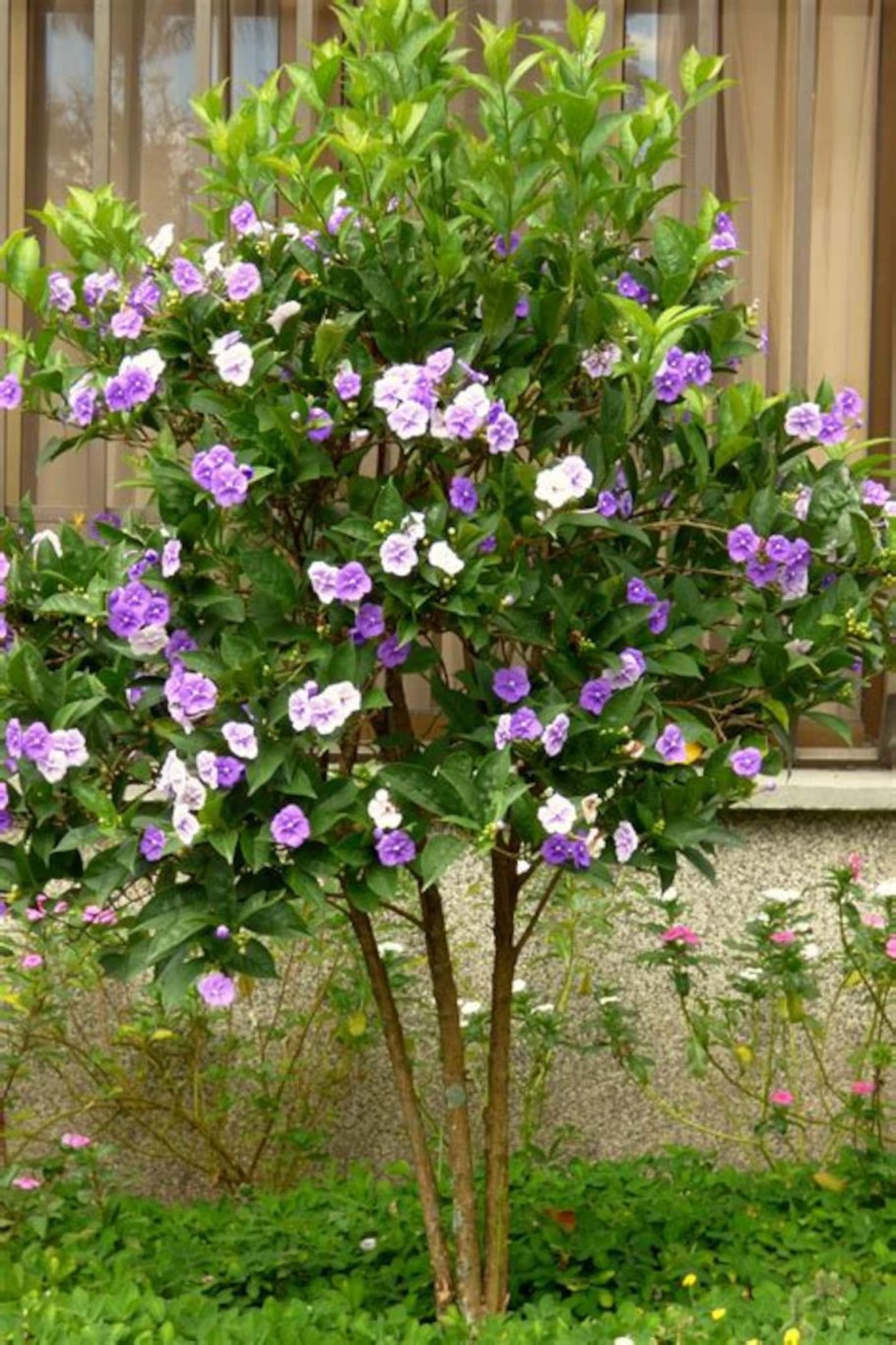 Brunfelsia грандифлора