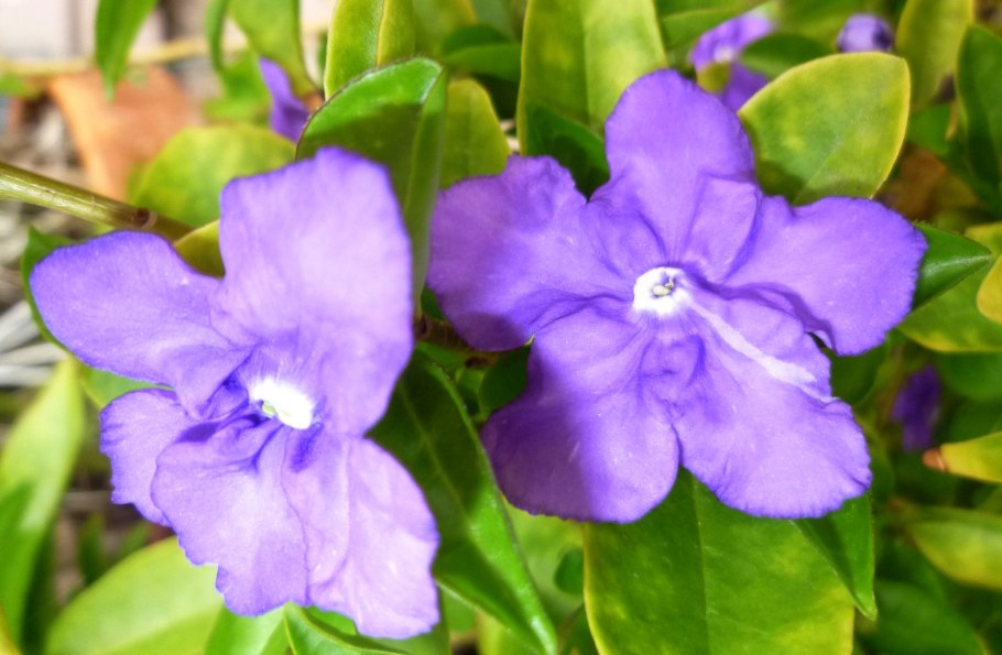 Brunfelsia australis