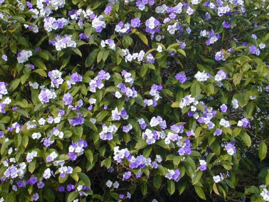 Чирик Сананго