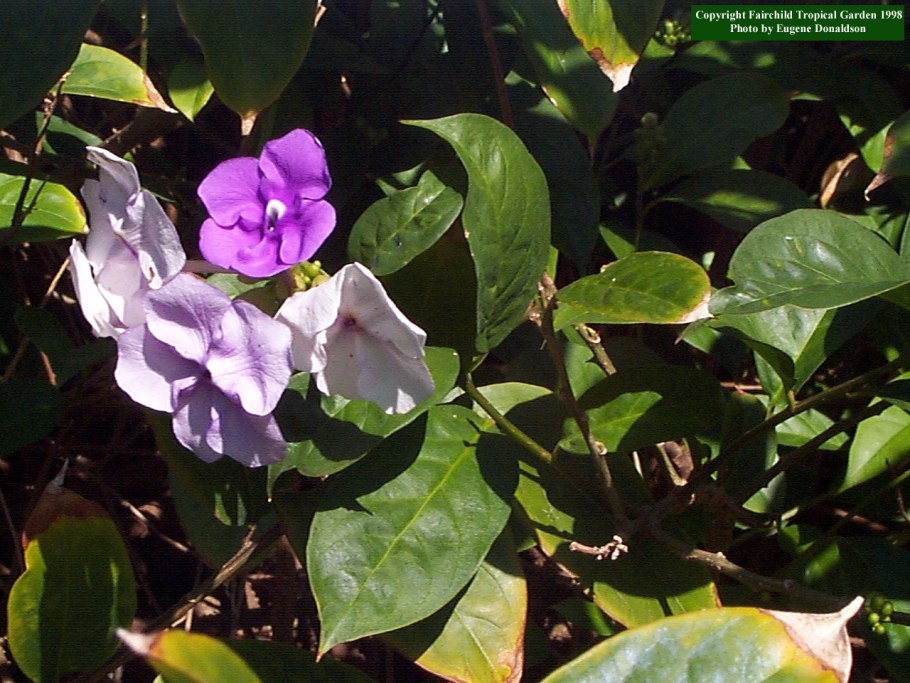 Брунфельсия грандифлора