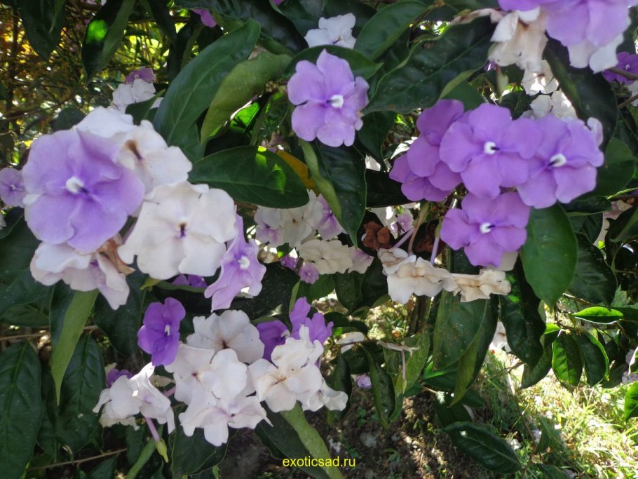 Брунфельсия densifolia