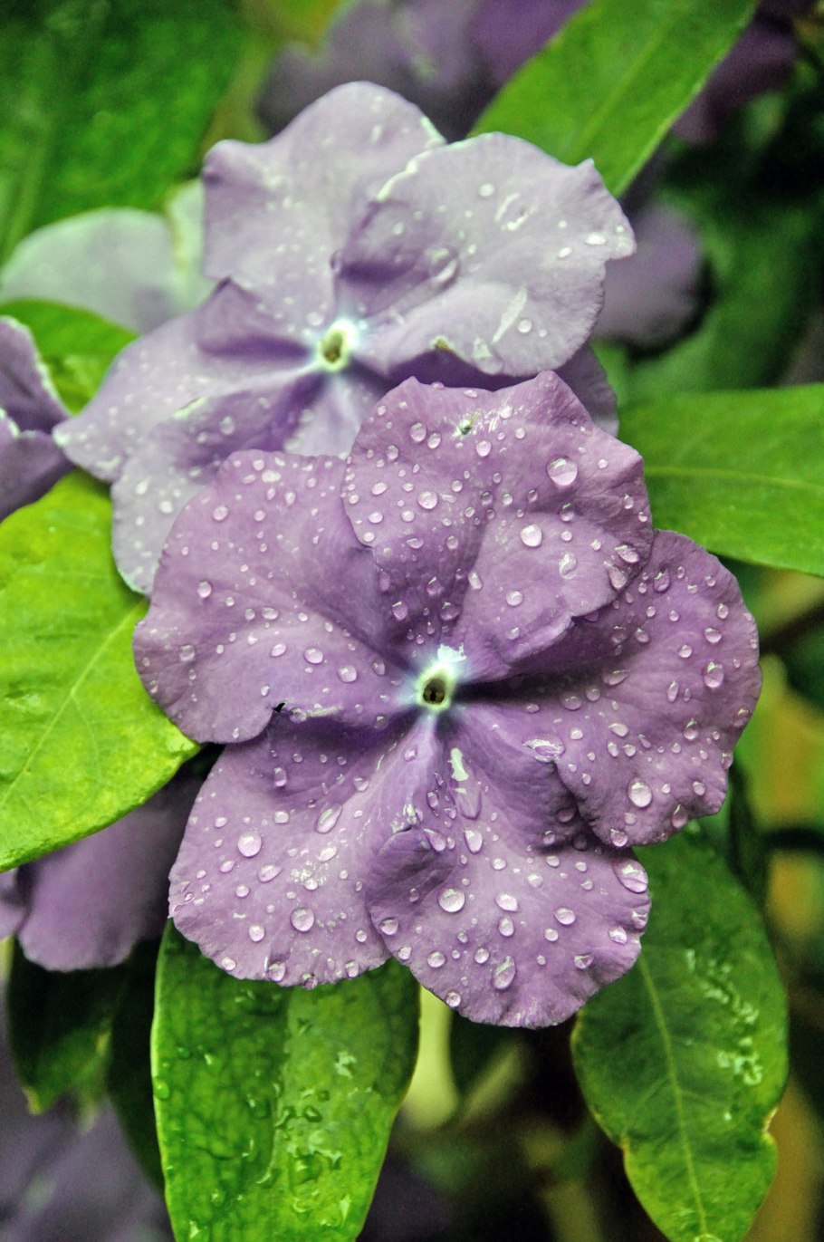 Брунфельсия малоцветковая