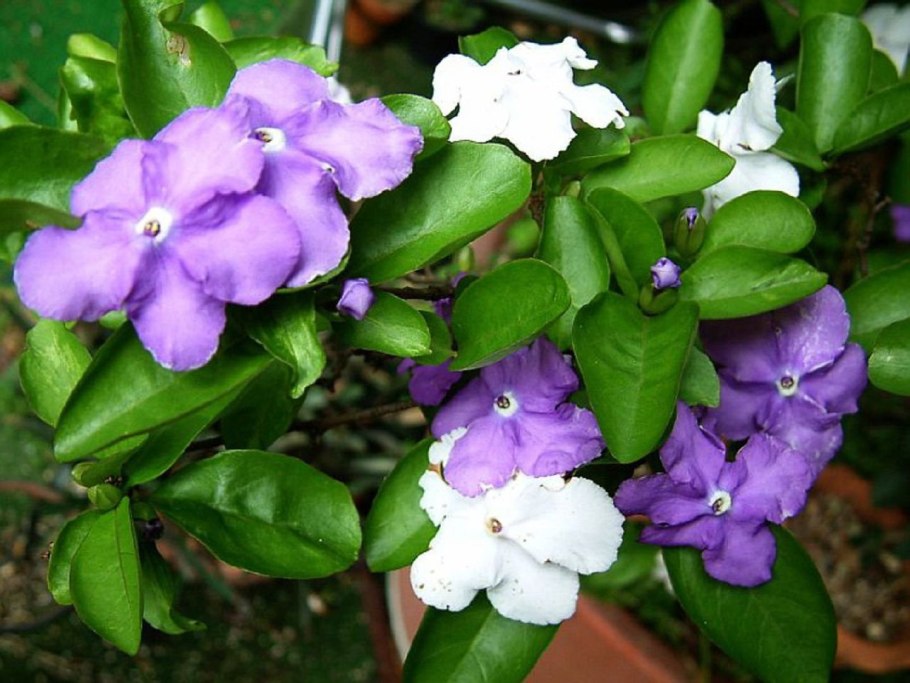 Брунфельия белоцветковая