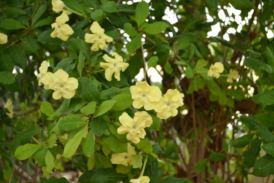 Цветы Брунфельсия Изола