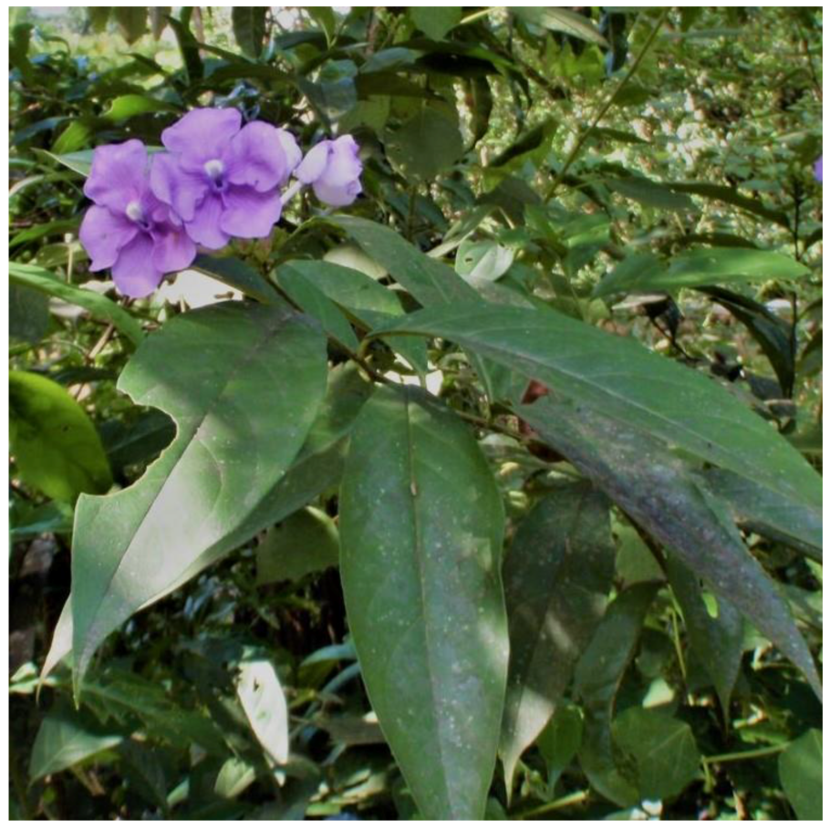 Брунфельсия малоцветковая