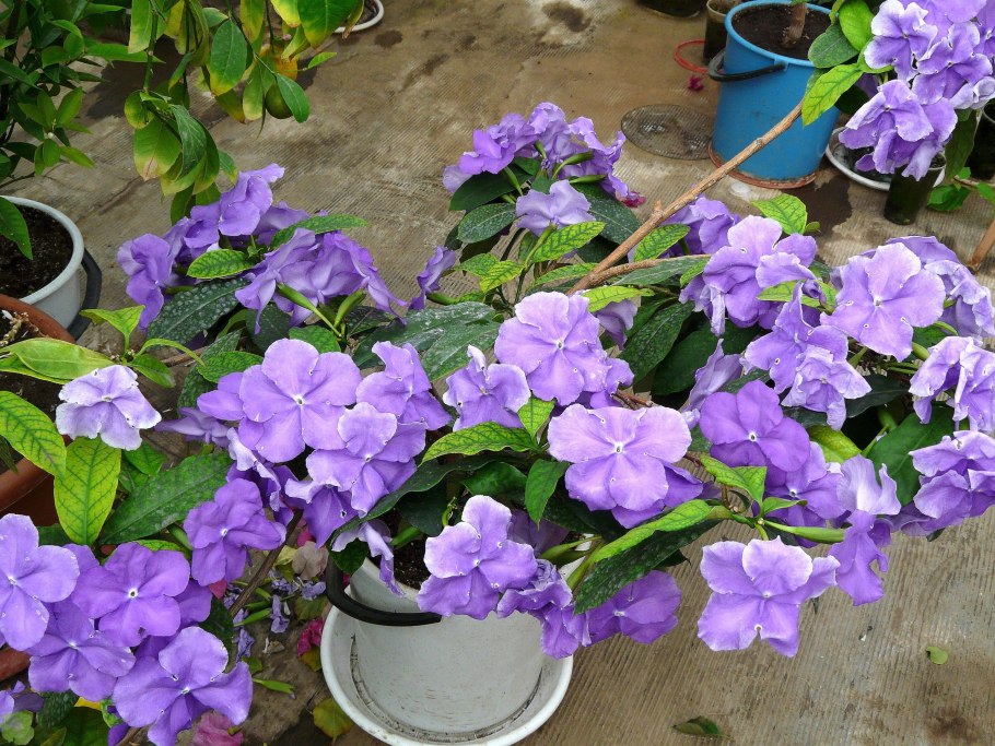 Брунфельсия австралийская