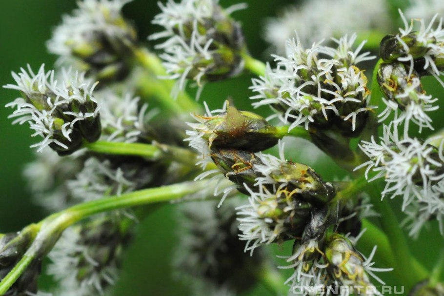 Камыш Лесной соцветие