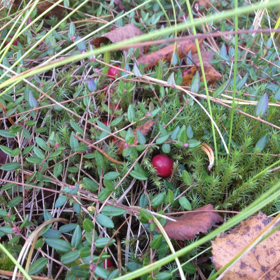 Земляника Лесная лист 50 г