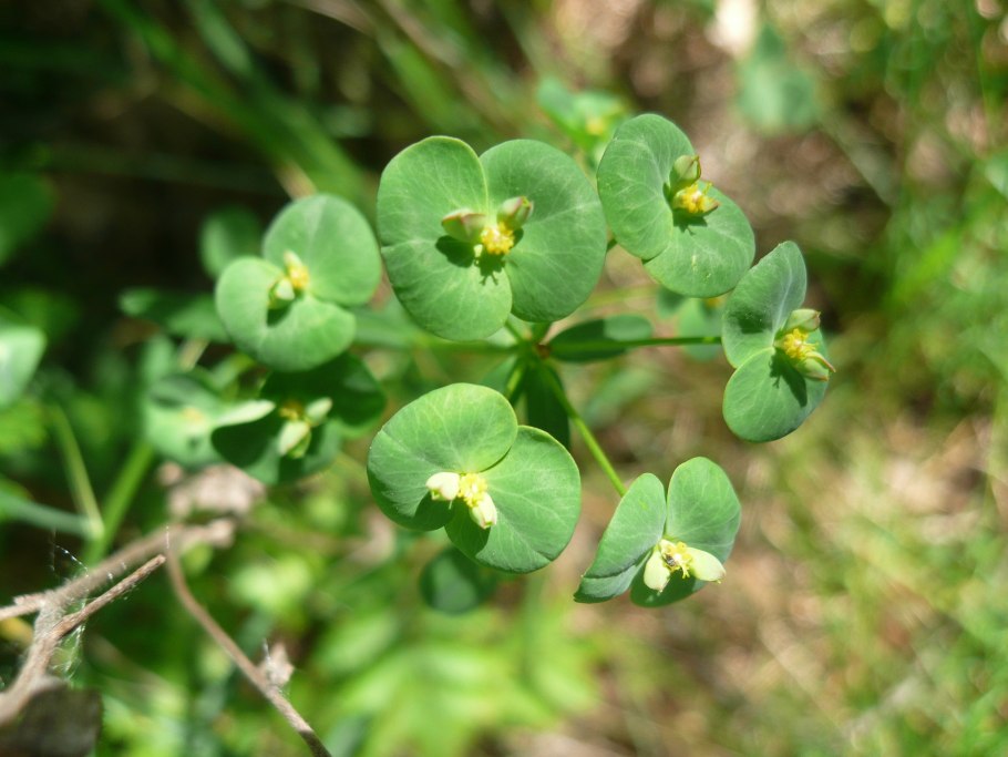 Как цветет зимелькалькус