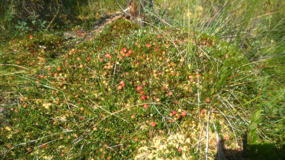 Земляника зелёная Лесная