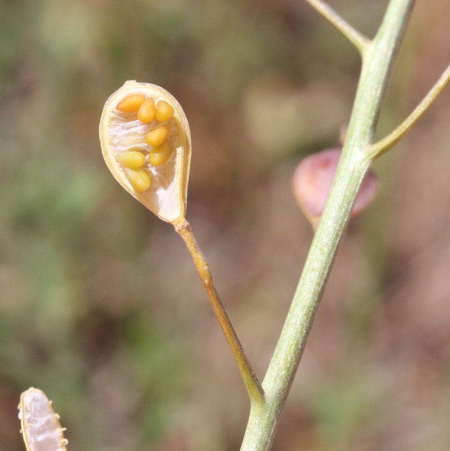 Camelina microcarpa
