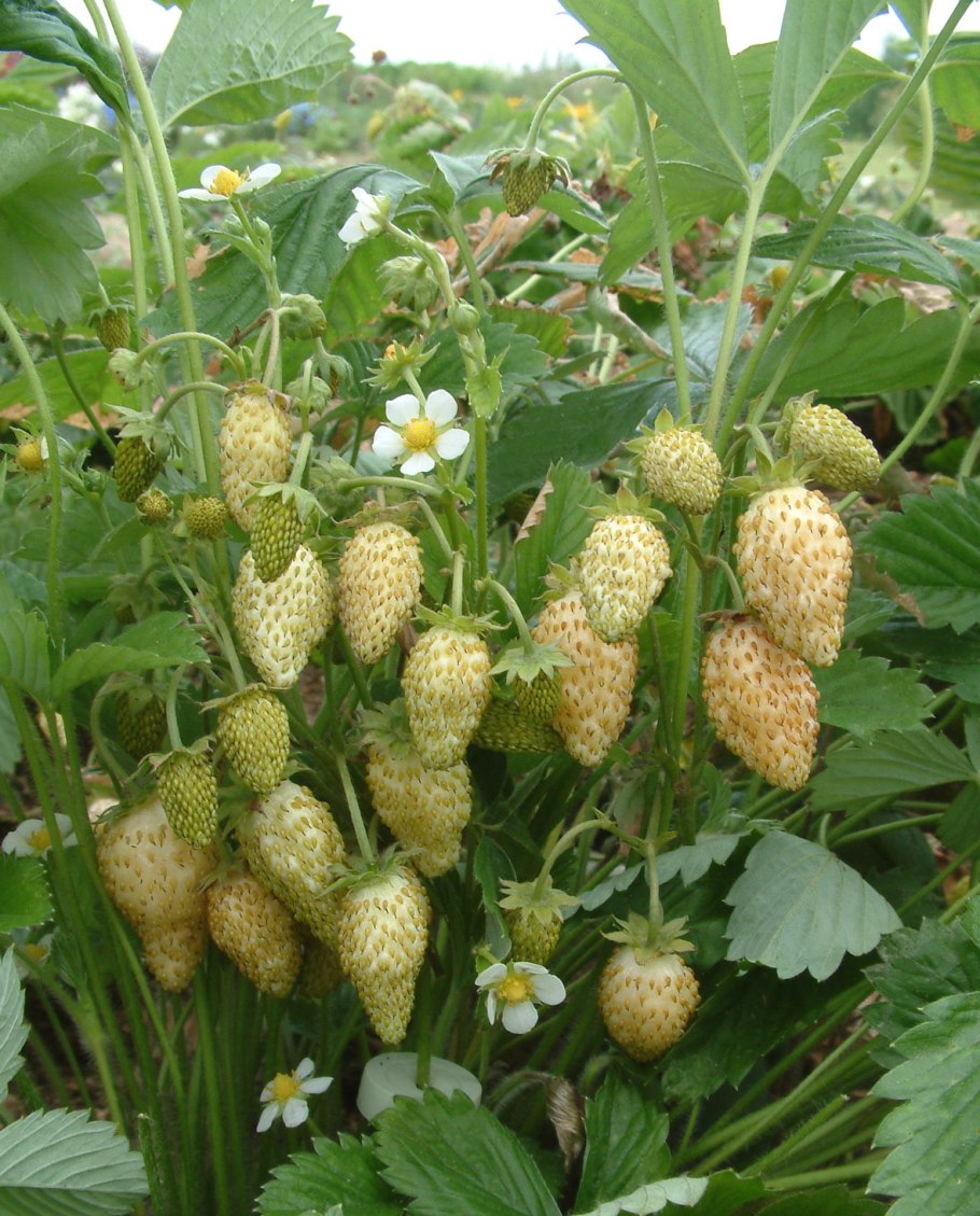 Земляника ремонтантная золотинка