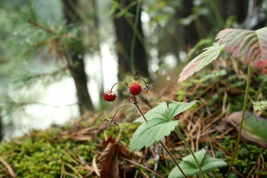 Сорта сорняки клубники