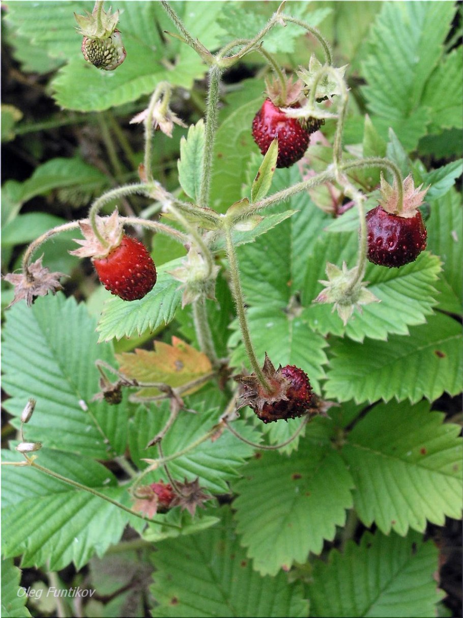 Macleaya cordata отвар