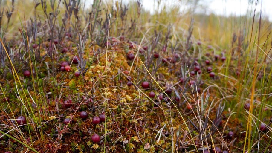 Fragaria vesca земляника обыкновенная