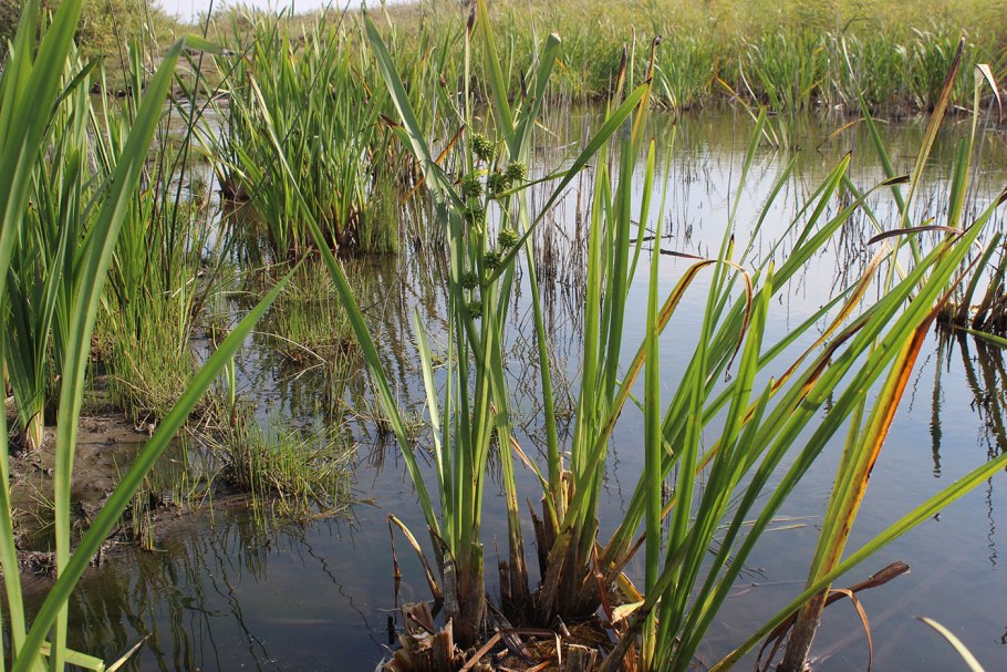 Ежеголовник побегоносный