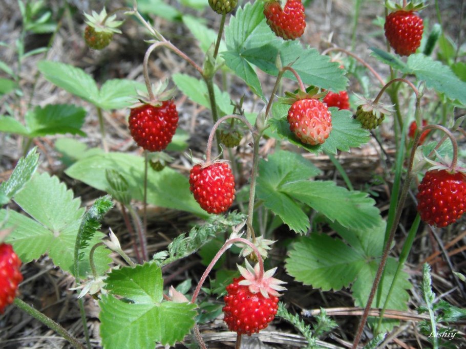 Земляника лесная уральская