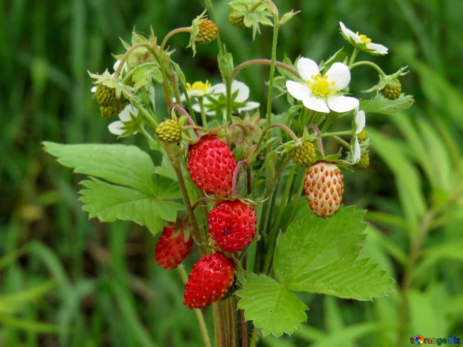 Земляника лесная